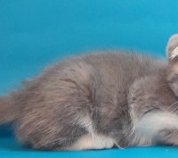 Питомник шотландских кошек "Panacea Julimax"  предлагает подрощенных и маленьких. . фото 12