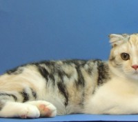 Питомник шотландских кошек "Panacea Julimax"  предлагает подрощенных и маленьких. . фото 2
