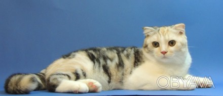 Питомник шотландских кошек "Panacea Julimax"  предлагает подрощенных и маленьких. . фото 1