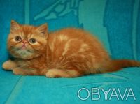 Ссылка на страничку http://belroso.com.ua/kitty/friends-kitty ( копируйте и ввод. . фото 7