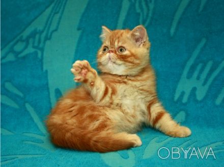 Ссылка на страничку http://belroso.com.ua/kitty/friends-kitty ( копируйте и ввод. . фото 1