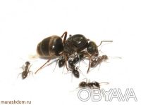 Продам колонию муравьев lasius niger в розницу и оптом. Колония: королева + 15 -. . фото 4