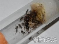 Продам колонию муравьев lasius niger в розницу и оптом. Колония: королева + 15 -. . фото 3