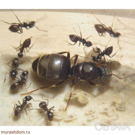 Продам колонию муравьев lasius niger в розницу и оптом. Колония: королева + 15 -. . фото 1