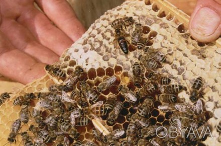 Продам 4-х рамочні бджолопакети, сотові та безсотові, порода Карпатка. Матки 201. . фото 1