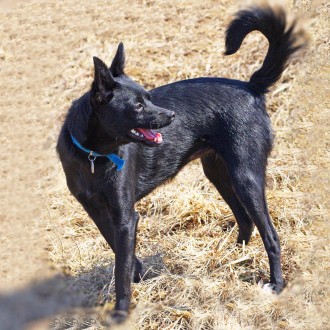 Маленькая молодая черная собачка ХАННА (около 2-х лет; 6 кг) - ИЩЕТ УЮТНЫЙ ДОМ и. . фото 12