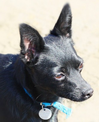 Маленькая молодая черная собачка ХАННА (около 2-х лет; 6 кг) - ИЩЕТ УЮТНЫЙ ДОМ и. . фото 7