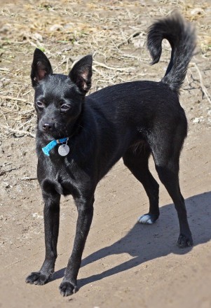 Маленькая молодая черная собачка ХАННА (около 2-х лет; 6 кг) - ИЩЕТ УЮТНЫЙ ДОМ и. . фото 5