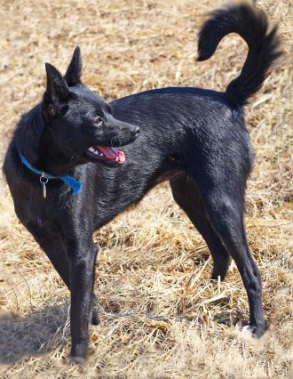 Маленькая молодая черная собачка ХАННА (около 2-х лет; 6 кг) - ИЩЕТ УЮТНЫЙ ДОМ и. . фото 4