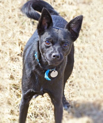 Маленькая молодая черная собачка ХАННА (около 2-х лет; 6 кг) - ИЩЕТ УЮТНЫЙ ДОМ и. . фото 9
