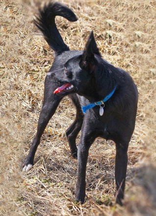Маленькая молодая черная собачка ХАННА (около 2-х лет; 6 кг) - ИЩЕТ УЮТНЫЙ ДОМ и. . фото 11