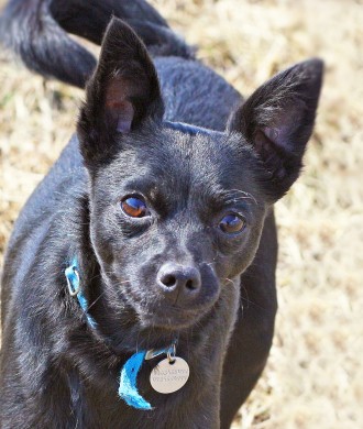 Маленькая молодая черная собачка ХАННА (около 2-х лет; 6 кг) - ИЩЕТ УЮТНЫЙ ДОМ и. . фото 10