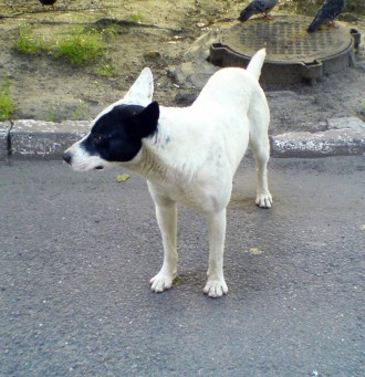 Ищу белую собаку (среднего размера кобель) с черным пятном на левом ухе и глазу . . фото 3
