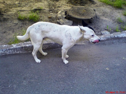 Ищу белую собаку (среднего размера кобель) с черным пятном на левом ухе и глазу . . фото 4