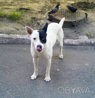 Ищу белую собаку (среднего размера кобель) с черным пятном на левом ухе и глазу . . фото 1