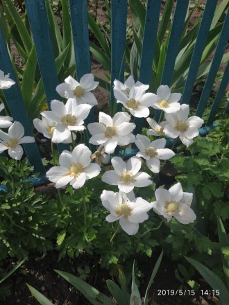 Продам излишки белой анемоны,10 грн кустик.Цветет конец апреля-май,куст смотритс. . фото 2
