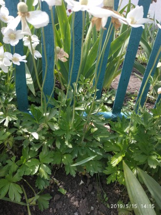 Продам излишки белой анемоны,10 грн кустик.Цветет конец апреля-май,куст смотритс. . фото 5