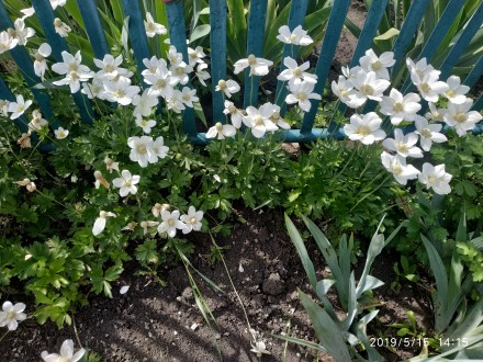 Продам излишки белой анемоны,10 грн кустик.Цветет конец апреля-май,куст смотритс. . фото 4
