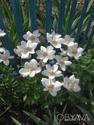 Продам излишки белой анемоны,10 грн кустик.Цветет конец апреля-май,куст смотритс. . фото 1