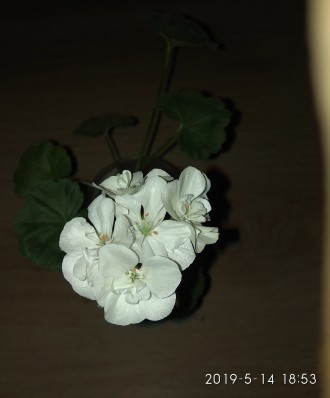 Зональная пеларгония, укорененный черенок, сейчас цветет. 15 грн. Есть и другие . . фото 4