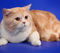 Шотландский короткошерстный (Scottish Straight) кот.

Шоу класс, клубный (клуб. . фото 3
