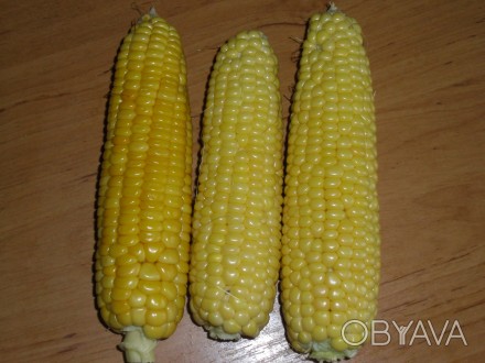 Отличный сорт сахарной кукурузы еще выведен в советское время,отлично растет на . . фото 1