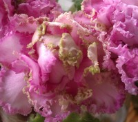 Продам листики фиалок от 5 грн:
Аllegro pink picachio-лист 10гнн
Artik Frost-л. . фото 4