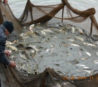 Предлагаю 33,5% рыбное хозяйство, ПАО "Межречье" 6км от Моршина. Площадь 304 га . . фото 3