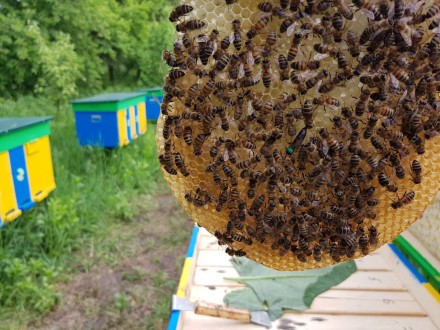 Принимаем предварительные заказы на пчеломатки -сезон 2019
Характеристики Карпа. . фото 2