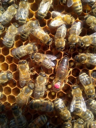 Принимаем предварительные заказы на пчеломатки -сезон 2019
Характеристики Карпа. . фото 4