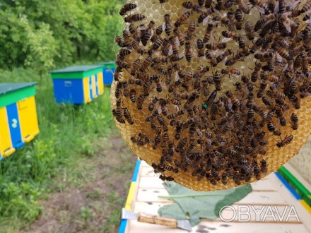 Принимаем предварительные заказы на пчеломатки -сезон 2019
Характеристики Карпа. . фото 1