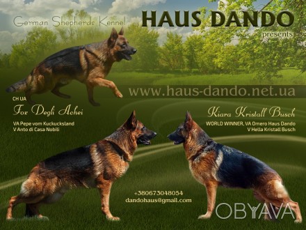 Щенки немецкой овчарки в питомнике «Haus Dando». . фото 1