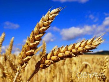 Сорт пшеницы Краснодарская 99 включен в Государственный реестр селекционных дост. . фото 1