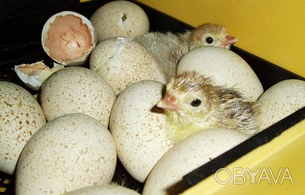 Производим реализацию отборных инкубационных яиц индейки породы Биг-6.
Яйца про. . фото 1