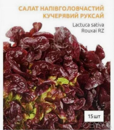 Дуболистий салат з інтенсивним червоним забарвленням ("кватро-ред"), листя насич. . фото 1