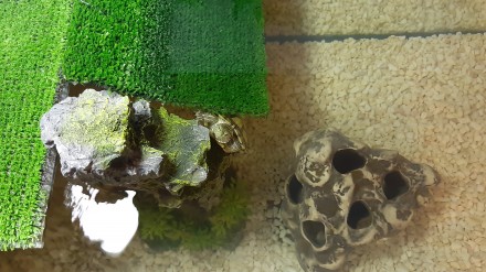 Продається авкаріум з червоновухою черепахою. Черепасі 1.5 року, маленька. 
Акв. . фото 3
