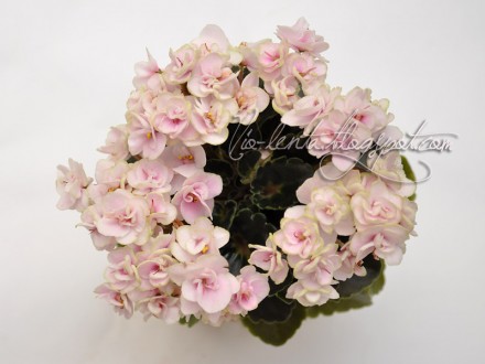 Petite Blarney (H.Pittman)

Махровые розовые цветы с зелёной каймой. Тёмно-зел. . фото 2