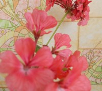 Продам пеларгонию-герань.Цветущие кусты красного,розовые,белые.Взрослые растения. . фото 3