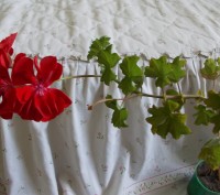 Продам пеларгонию-герань.Цветущие кусты красного,розовые,белые.Взрослые растения. . фото 5