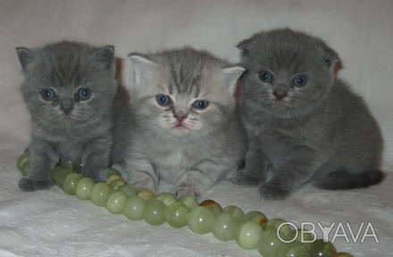 Продам очаровательных плюшевых котят ( вислоухий -900 грн., прямоухие -650 грн. . . фото 1