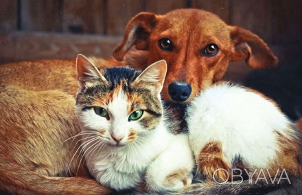 Предоставляю ветеринарные услуги на дом. Только коты и собаки.
Различные манипу. . фото 1