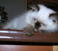 Кошечка котёночек регдолл. Ей 2 месяца. Шикарный, добрый,весёленький и здоровень. . фото 9