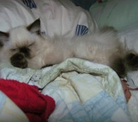 Кошечка котёночек регдолл. Ей 2 месяца. Шикарный, добрый,весёленький и здоровень. . фото 8