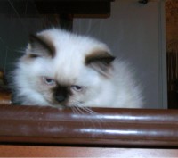 Кошечка котёночек регдолл. Ей 2 месяца. Шикарный, добрый,весёленький и здоровень. . фото 10