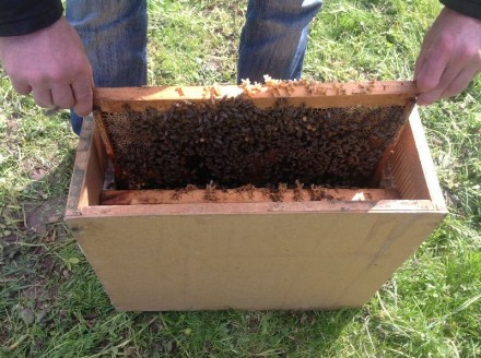 Продам пчёлопакеты, пчелосемьи, пчёл.
Срочно!!!. . фото 3