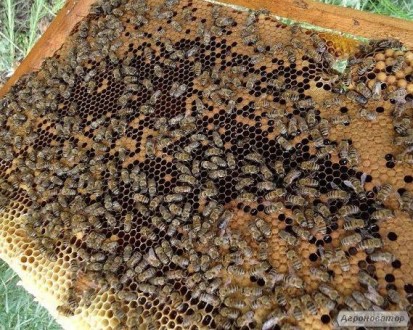 Продам пчёлопакеты, пчелосемьи, пчёл.
Срочно!!!. . фото 2