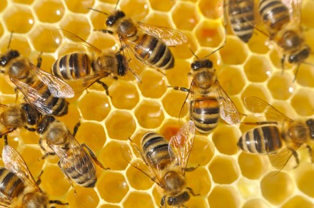 Продам пчёлопакеты, пчелосемьи, пчёл.
Срочно!!!. . фото 4