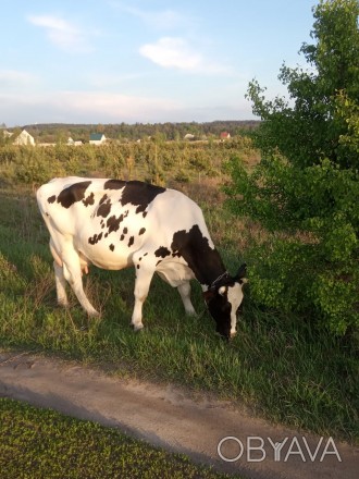 Продам корову. . фото 1