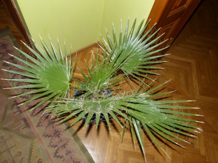 настоящая веерная мохнатая быстрорастущая пальма Вашингтония. Высота 80см. В све. . фото 9