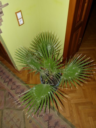 настоящая веерная мохнатая быстрорастущая пальма Вашингтония. Высота 80см. В све. . фото 6